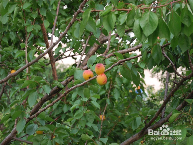 山东到哪儿去爬山？（一）