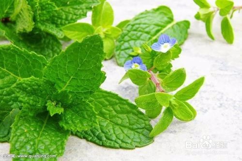 香草播种知识简介之野花薄荷、圆叶当归