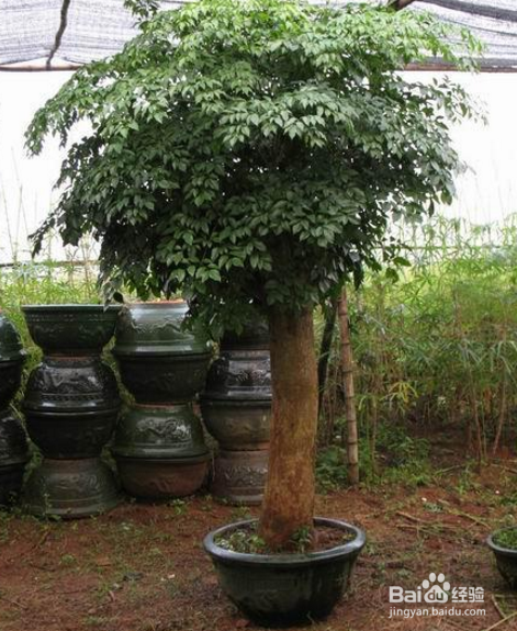 根少的幸福树怎么办