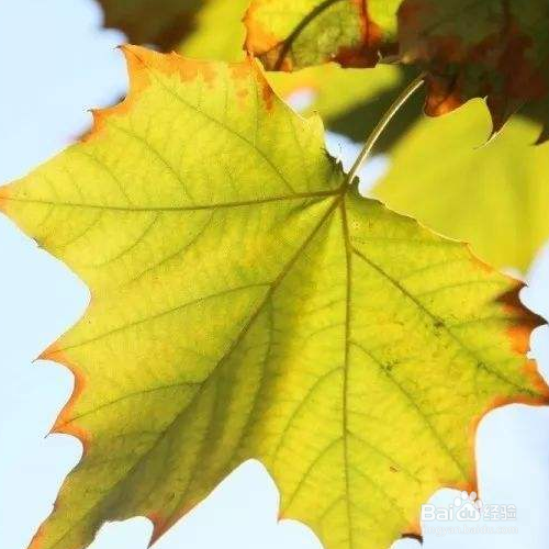 梧桐的培育方法和注意事项