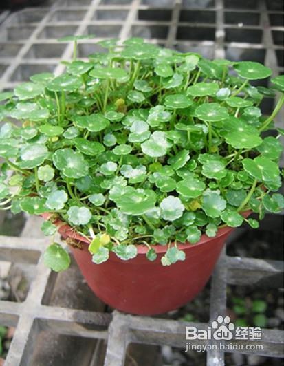 绿色植物和隔热窗饰降温效果大不同