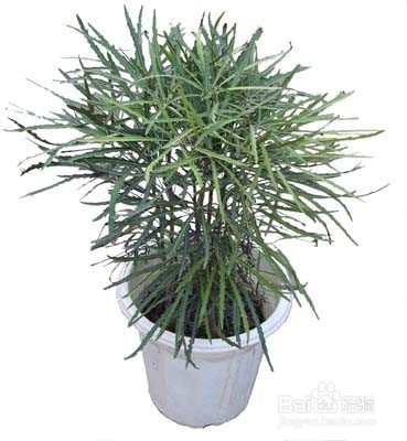 孔雀木的养殖方法和注意事项