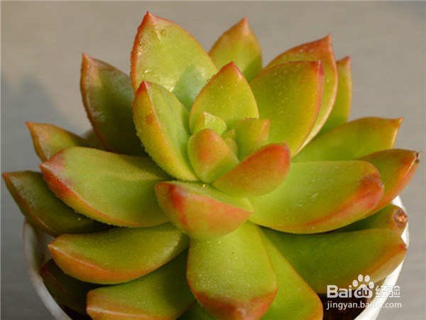 黄丽要如何养护