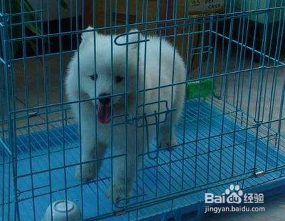 如何让萨摩进笼睡觉