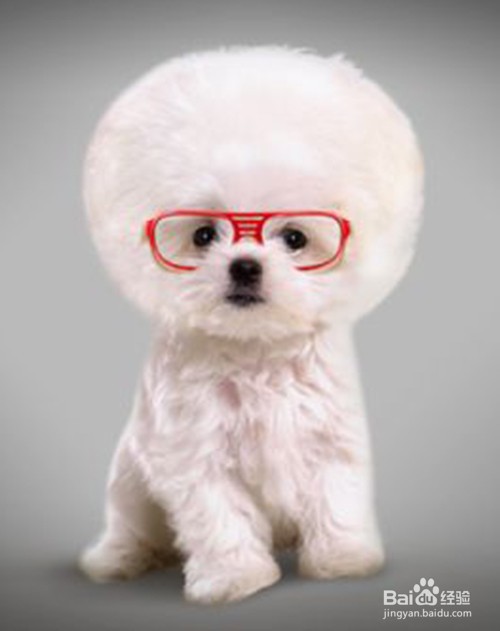 PS教你如何制作时尚汪星人