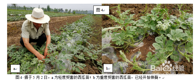 庄稼地里西瓜苗遭药害了怎么办