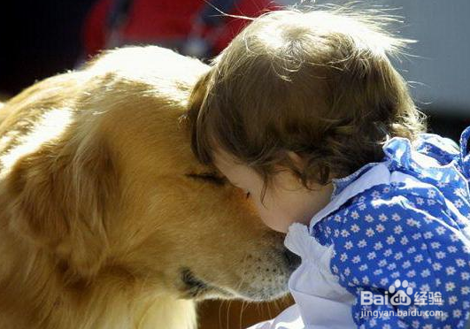 狗狗挑食不爱吃饭怎么办?如何解决狗狗厌食