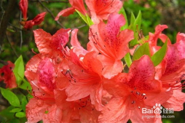 杜鹃花怎么养？