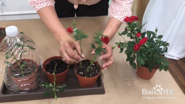 在家怎么栽种一盆美美的玫瑰？