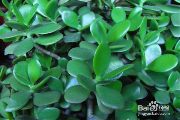 玉树的养殖方法和注意事项都有哪些?