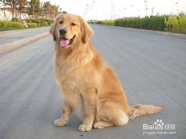 养好金毛犬的方法