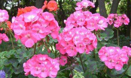 石蜡红盆栽怎么养