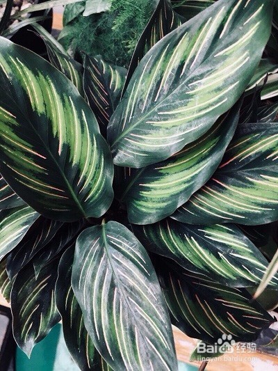 青纹竹芋的养殖方法