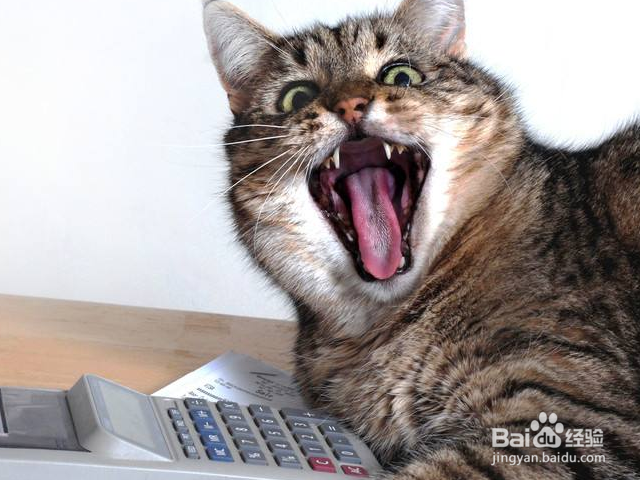 猫咪死了该怎么处理?