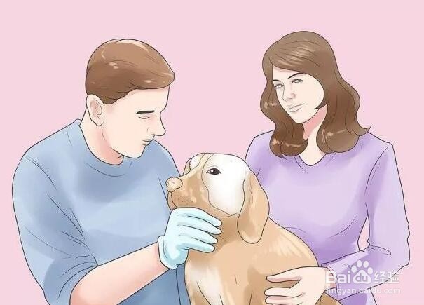 家狗被野狗咬了怎么办