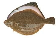 钓牙片鱼的技巧