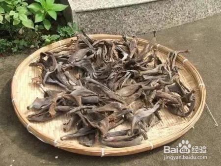 花盆边戳个洞，埋点它，花猛蹿狂长，叶子长成绿瀑布!