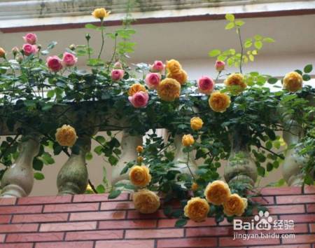 老花农的一颗月季真漂亮，难怪给他多少钱都不换