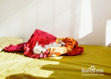 汪星人有哪些你不知道的技能？