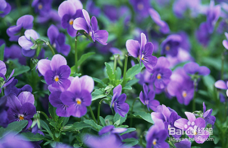 花香真的能治病吗?