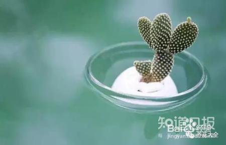 雾霾天,这20种花摆在家里最吸霾!