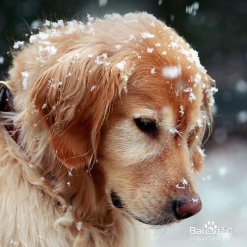 “暖男”金毛犬是怎么养的?