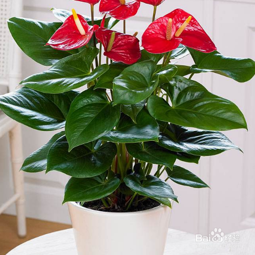 红掌冬季怎么养殖