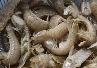 青虾马蹄焗一焗桑拿