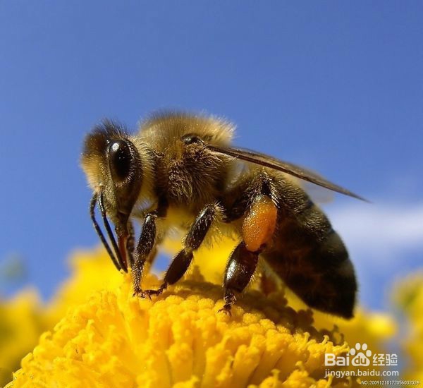 什么是蜂蜜?蜂蜜是怎么酿造出来的?