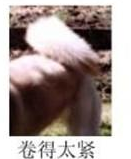 哈士奇的标准是什么