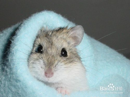 仓鼠怎么洗澡？怎么给仓鼠洗澡？