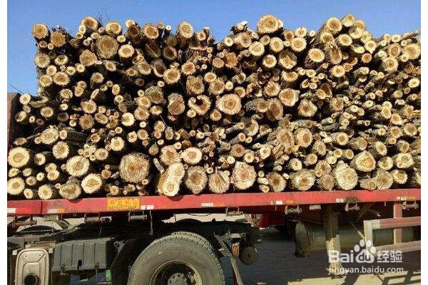 农村废树枝有什么妙用？