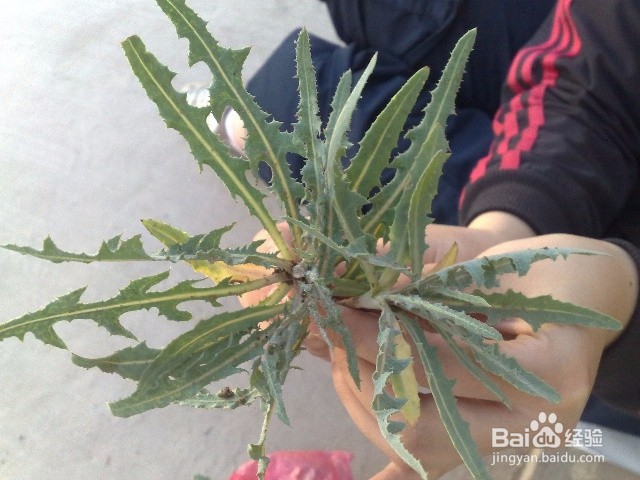 有哪些可以治病的野菜