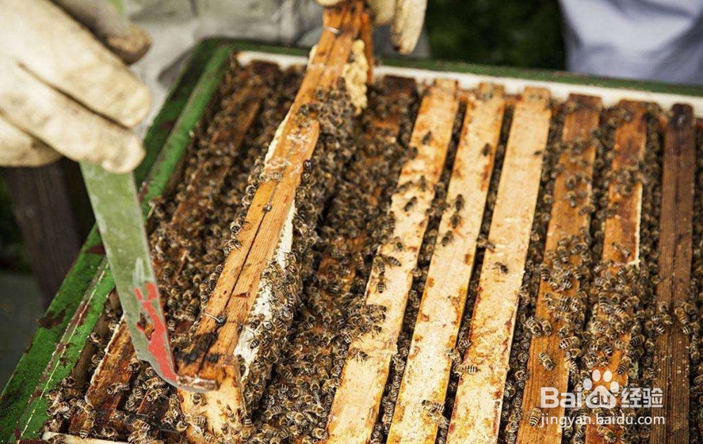 如何预防盗蜂
