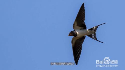 燕子的尾巴像什么