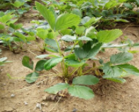 草莓的日常管理