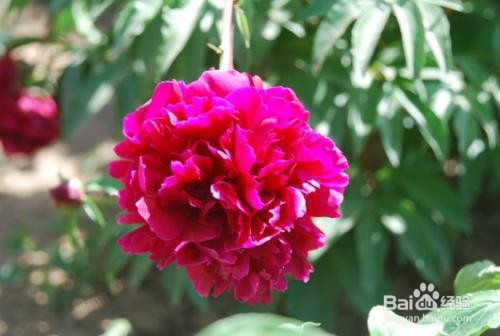 如何牡丹芍药杂交