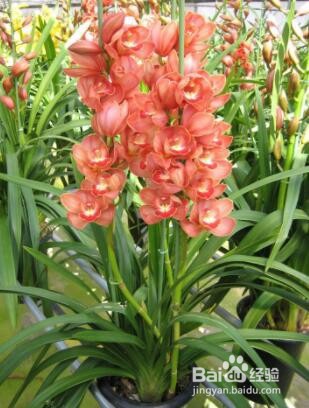 大蕙兰花谢后怎样养护