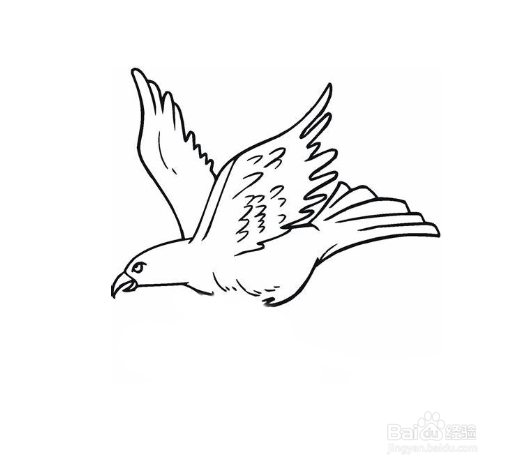 简笔画-如何画老鹰的简笔画