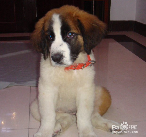 圣伯纳的养护知识