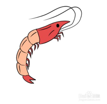 如何简单地绘制虾