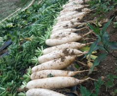 有种饭“蒸豆腐”却不是豆腐