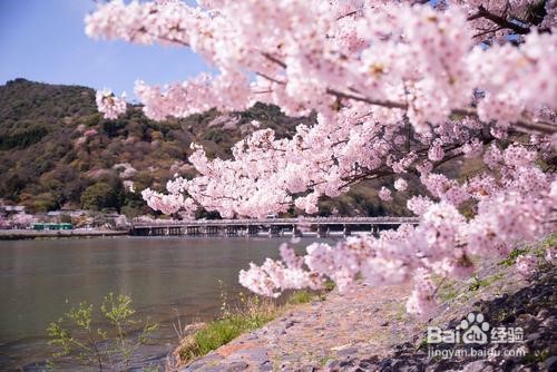 岚山樱花攻略