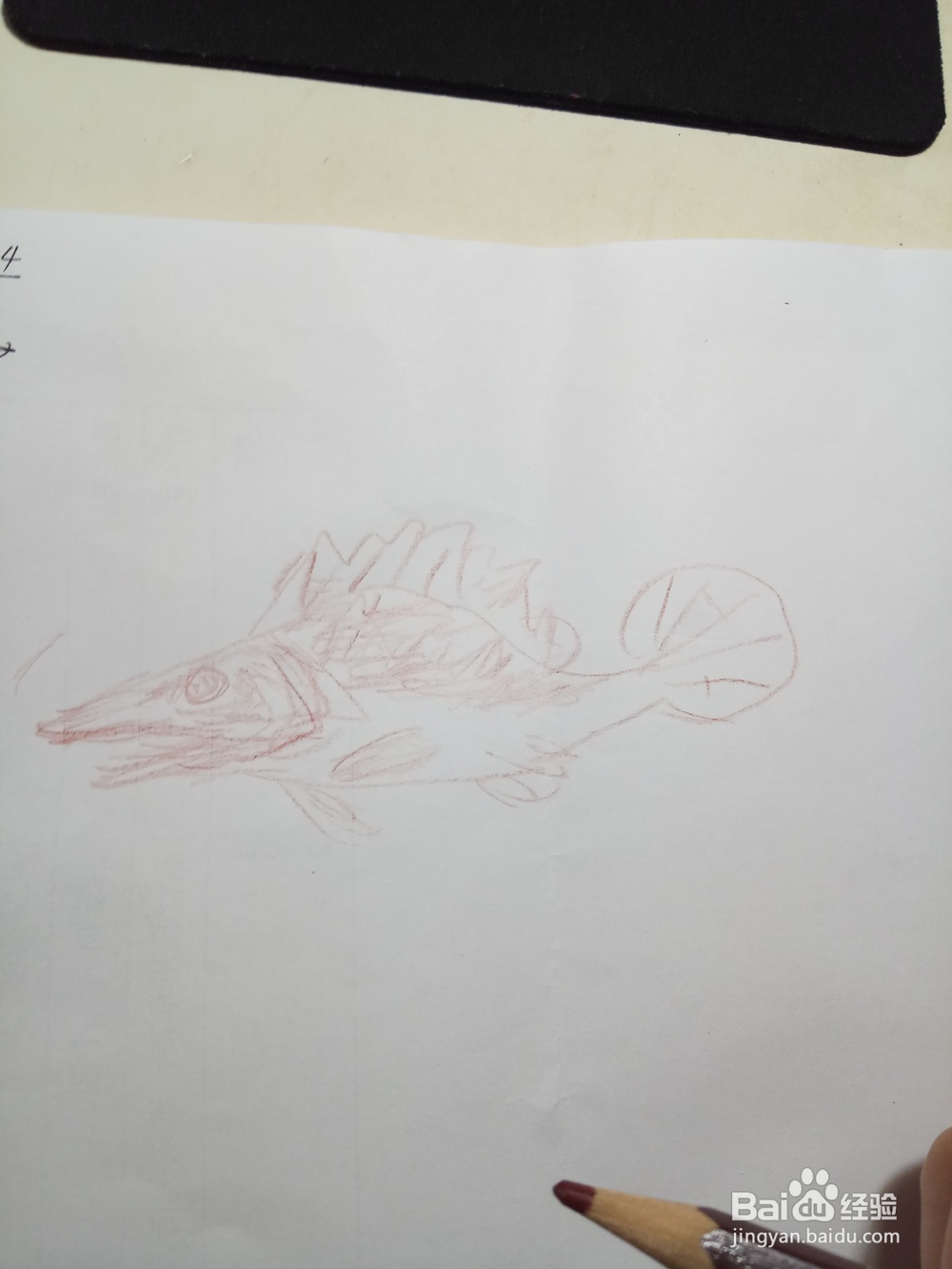 简笔鳜鱼画法