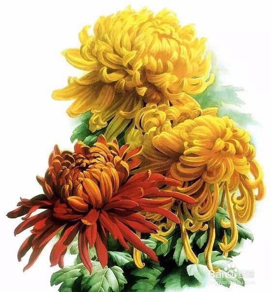 单反怎样拍出好看的菊花