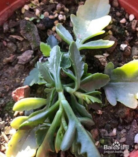 长寿花冻蔫了怎么办