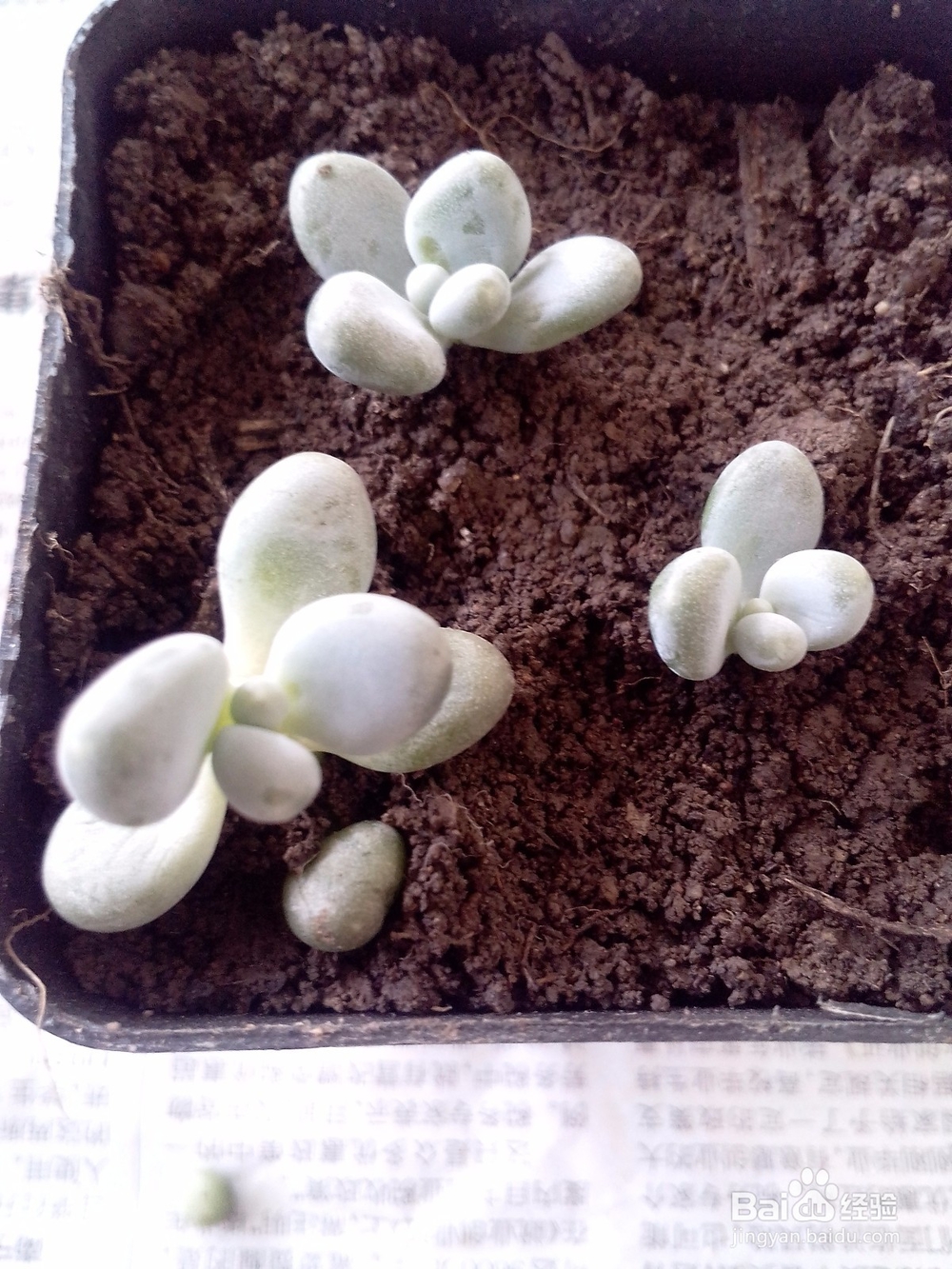 多肉黑腐了不用怕，多肉重获生机的方法