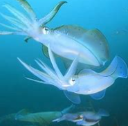 动物的分类方法有几种