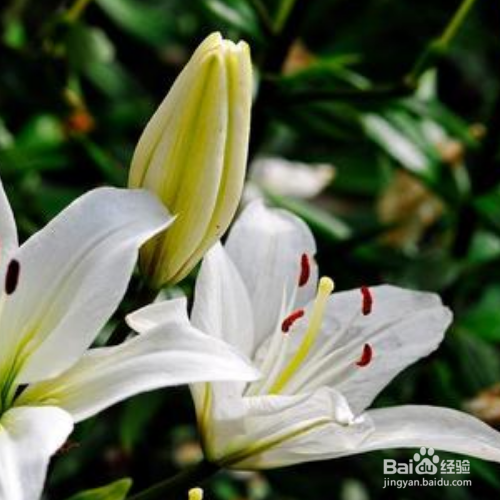 百合花花期过后应该怎么办？