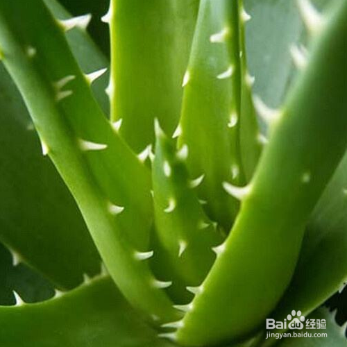 怎样解决芦荟黄叶的问题?